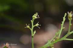 Ganophyllum falcatum